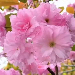 粉红色的回忆 (cover: 韩宝仪)