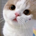 dylanf个人简介